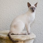 Katteacer: Siamese kat