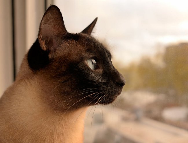 Katteacer: Siamese kat