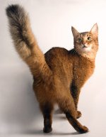 Katteacer: Somalisk kat