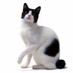 Katteacer: Japansk Bobtail