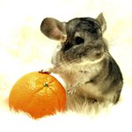 Racer af chinchillaer Racer af chinchillaer