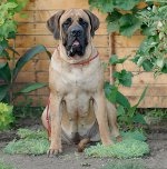 Racer af hunde: engelsk mastiff
