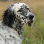 Hundeacer: Engelsk Setter