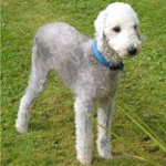 Racer af hunde: bedlington terrier