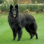 Hundeacer: Belgian Shepherd Dog Grunendal
