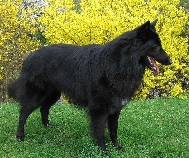Hundeacer: Belgian Shepherd Dog Grunendal
