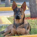 Racer af hunde: Belgian Shepherd Malinois Racer af hunde: Belgian Shepherd Malinois