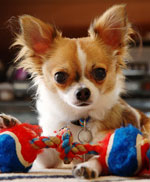 Racer af hunde: chihuahua