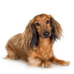 Hundeacer: langhårede taxer Hundeacer: langhårede taxer