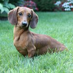 Hundeacer: Slidhårig tax Hundeacer: Slidhårig tax