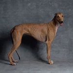 Racer af hunde: Greyhound
