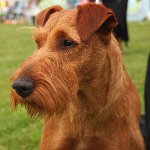 Hunderacer: Irish Terrier