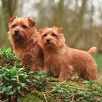 Racer af hunde: Norfolk Terrier Racer af hunde: Norfolk Terrier