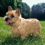Racer af hunde: Norwich Terrier Racer af hunde: Norwich Terrier