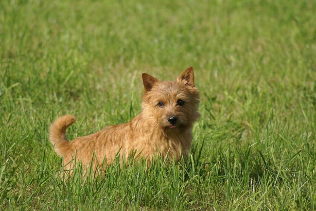 Racer af hunde: Norwich Terrier