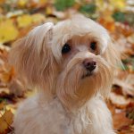 Racer af hunde: St. Petersborg orkidé