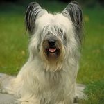 Hunderacer: Skye Terrier