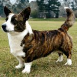Hundeacer: welsh corgi cardigan Hundeacer: welsh corgi cardigan