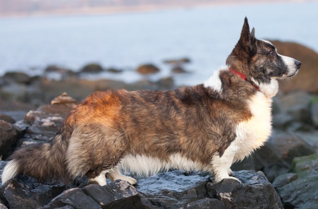 Hundeacer: welsh corgi cardigan