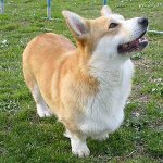 Racer af hunde: welsh corgi pembroke