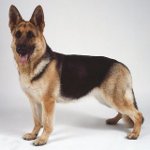 Racer af hunde: East European Shepherd Dog