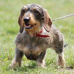 Racer af hunde: grov tekkel Racer af hunde: grov tekkel
