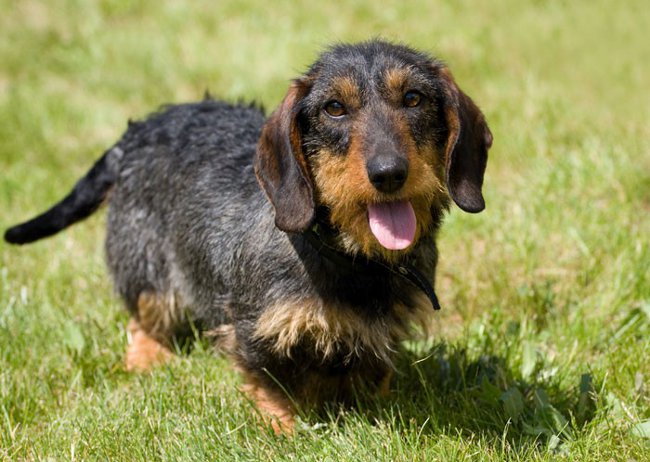 Racer af hunde: grov tekkel Racer af hunde: grov tekkel