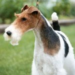 Hundeacer: grove øjne ræv terrier Hundeacer: grove øjne ræv terrier