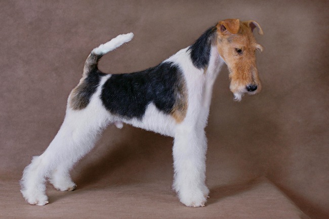Hundeacer: grove øjne ræv terrier