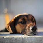 Hunden har mistet: hvad skal man gøre?
