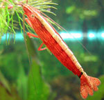 Akvarie rejer