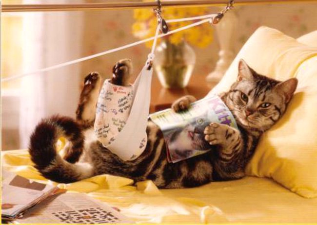 Sår hos katte Sår hos katte