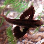 Butterfly fisk