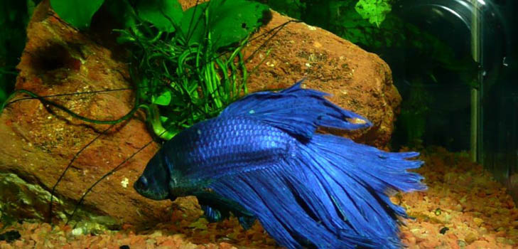 Cockfish: pleje, indhold, ernæring