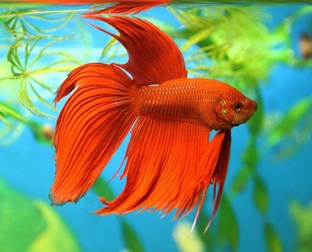 Cockfish: pleje, indhold, ernæring
