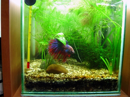 Cockfish: pleje, indhold, ernæring