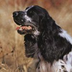 Russisk jagt spaniel