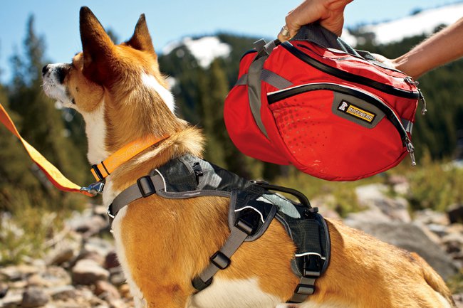 Rygsæk til en hund