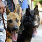 De mest hunde De mest hunde