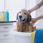 Shampoo til hunde: hvordan man vælger? Shampoo til hunde: hvordan man vælger?