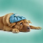 Kegler i hunde Kegler i hunde
