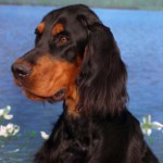 Skotske setter (Gordon Setter)