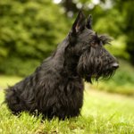 Skotsk terrier (skotsk terrier)