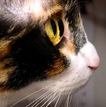 Øjnene på en kat kryber: hvad skal man gøre