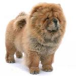 Chow Chow Dog: Funktioner og pleje