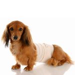 Hund efter kirurgi: pleje regler