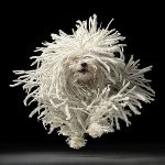 Dog Bullets