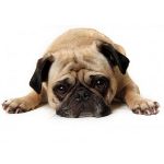 Hunden whines: hvad skal man gøre? Hunden whines: hvad skal man gøre?