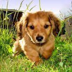 Hunden blev bidt af et kryds: hvad skal man lave?