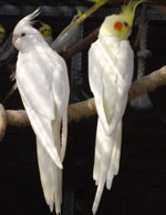 Indholdet af Corellas papegøjer